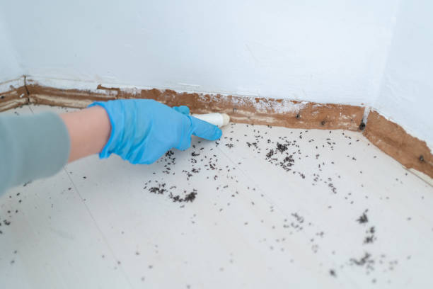 Real Estate Pest Inspections in Green Level, NC